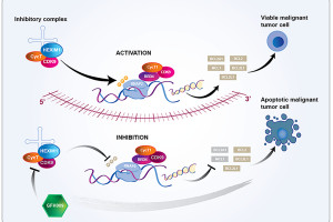 GFH009: Silný a vysoce selektivní inhibitor CDK9 pro léčbu hematologických malignit