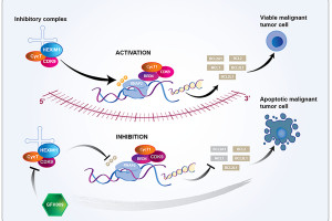 GFH009: Silný a vysoce selektivní inhibitor CDK9 pro léčbu hematologických malignit